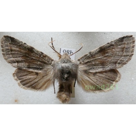 Orthosia incerta (Hufnagel, 1766) Czech98b